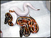 A high white and a low white Pied