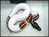 High White Pied male from 04 clutch # 40