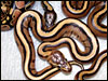 2004 Striped ball python