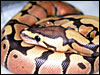 Wide Eye Stripe