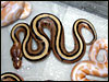 04 stripe 66% poss het Albino