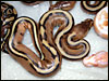 04 stripe 66% poss het Albino