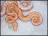 05 Striped Albino Ball Python - RDR