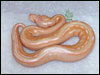 05 Striped Albino Ball Python - RDR