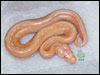 05 Striped Albino Ball Python - RDR