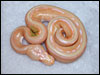 05 Striped Albino Ball Python - RDR