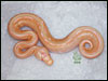 05 Striped Albino Ball Python - RDR