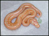 05 Striped Albino Ball Python - RDR