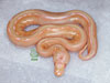 05 Striped Albino Ball Python - RDR