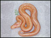 05 Striped Albino Ball Python - RDR