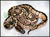 05 Spider with an interesting looking sib......