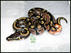 05 Possible Double Het Lav Alb x Pied - Very COOL Ringer!