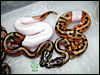 2.0 Piebald from 05 clutch # 28