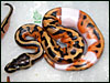 A very cool looking low white Pied........I love the wacky pattern!!