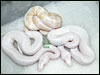 VPI Snow Balls with Albino 100% het VPI Snow