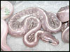 The color and pattern of the new snakes is wayyyyy mutated........WOW!!