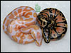 05 Lavender Albino and the male 66% poss het