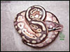 Blonde Pastel Lesser 2005