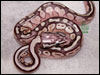 Blonde Pastel Lesser 2005