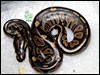 05 Black Head het Albino