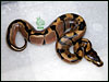 05 Reduced/Banded