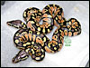 Pastel het Stripe - 05