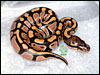 I love how clean this ball python is..;)