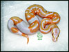 05 - Lavender Albino Piebald