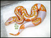 05 - Lavender Albino Piebald