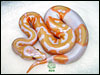 05 - Lavender Albino Piebald