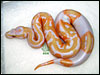 05 - Lavender Albino Piebald