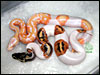 05 - Lavender Albino Piebald with a Piebald 66% poss het Lavender Albino