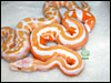 05 Lavender Albino with a Lavender Albino Piebald