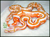 05 Lavender Albino with a Lavender Albino Piebald