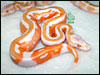 05 Lavender Albino Piebald