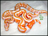 05 Lavender Albino with a Lavender Albino Piebald