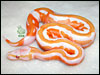 05 Lavender Albino Piebald