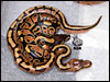Cool patterned male Stripe with het