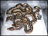 3.1 Lesser het Pied - 2006