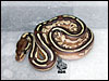 2006- Lesser Het Pied