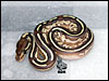 2006- Lesser Het Pied