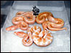 1.1 "Striped Albino" and 0.1 Albino 66% poss het Stripe