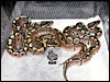06 Spider het Red Axanthic left and right......normal Spider in center