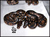 1.1 Black Head 66% poss het Ghost - 06