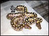 07 - 1.1 Lesser Platty het Clown