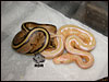 07 Striped Albino with a Stripe that is 66% poss het Albino