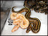 07 Striped Albino with a Stripe that is 66% poss het Albino