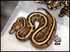 07 Stripe 66% poss het Albino