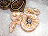 07 Albino 66% poss het Stripe