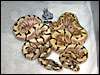 Stinger Bees - Enchi Pastel Spiders